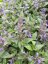 ŠANTA KUBÁNSKÁ - NEPETA KUBANICA