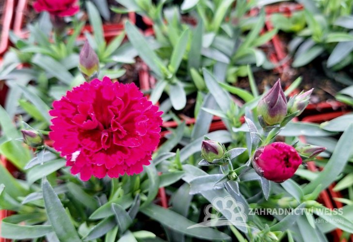 KARAFIÁT - DIANTHUS CARYOPHYLLUS CODE ® BICOLOUR