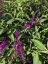 MOTÝLÍ KEŘ - BUDDLEJA DAVIDII ROYAL RED