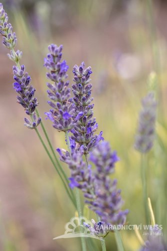 LEVANDULE - LAVANDULA ANGUSTIFOLIA " PLATINUM BLONE"