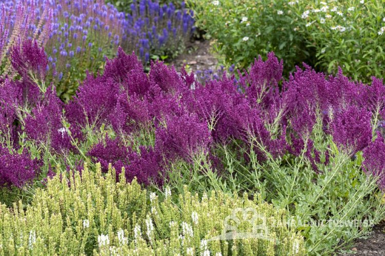 ŠALVĚJ HAJNÍ - SALVIA NEMOROSA SCHWELLENBURG