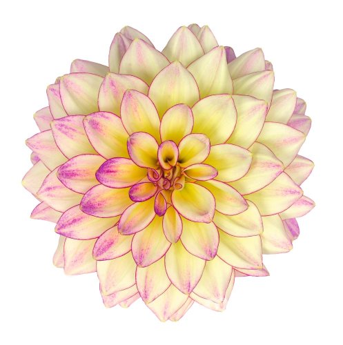 JIŘÍNA – DAHLIA HYPNOTICA TROPICAL BREESE