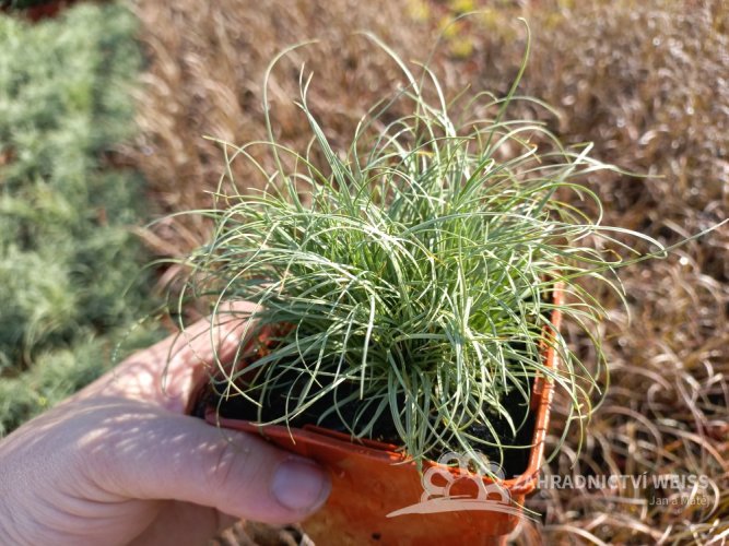 OSTŘICE CHOCHOLATÁ - CAREX COMANS FROSTED CURLS