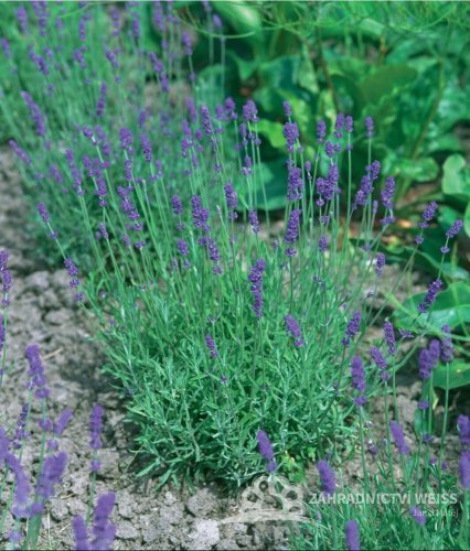 LEVANDULE HIDCOTE BLUE STRAIN