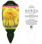 ECHINACEA PURPUREA – LEMON DROP