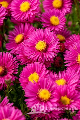 ASTRA PODZIMNÍ - ASTER DUMOSUS JENNY