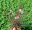 GAURA LINDHEIMERI - GRACEFUL LIGHT PINK