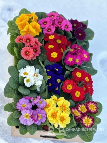 BEDÝNKA PLNÁ PRIMULÍ