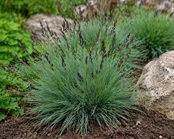 SESLERIA - PĚCHAVA