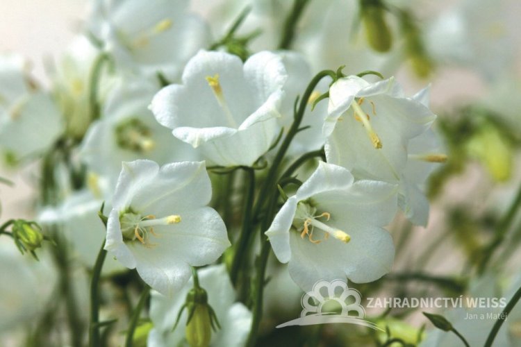 ZVONEK LŽIČKOLISTÝ - CAMPANULA SWINGING BELLS WHITE