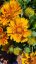 KOKARDA – GAILLARDIA  ARISTATA SPINTOP MANGO