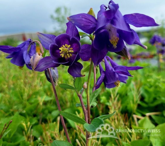 ORLÍČEK - AQUILEGIA ALPINA NAVY BLUE
