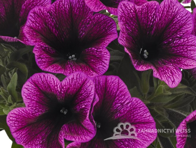 PETÚNIE - PETUNIA SWEETUNIA PURPLE GEM