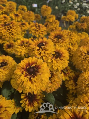RUDBECKIA HIRTA JAMAICA