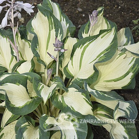 HOSTA MEDIUM HANS
