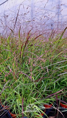PROSO PRUTNATÉ - PANICUM VIRGATUM SANGRIA