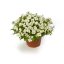 TAŘIČKA - AUBRIETA HYBRIDA - AXCENT WHITE