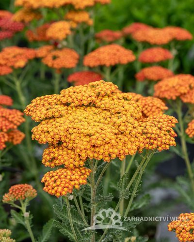 ACHILLEA MILLEFOLIUM SASSY SUMMER SUNSET