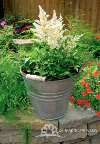 ASTILBE - ČECHRAVA ASTARY WHITE