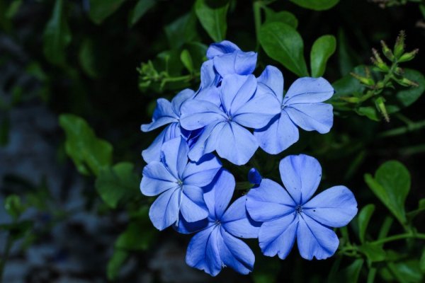 OLOVĚNEC MODRÝ - PLUMBAGO