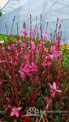 GAURA LINDHEIMERI TUTTI FRUTTI