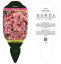 SEDUM HYBRIDUM GLOBE PINK