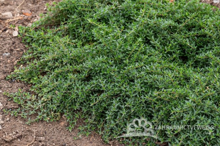 MATEŘÍDOUŠKA - THYMUS LONGICAULIS