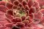 NETŘESK – SEMPERVIVUM BIG SAM RUBY STAR