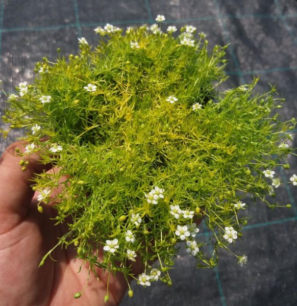 SAGINA SUBULATA - ÚRAZNÍK - LIME
