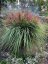 MISCANTHUS SINENSIS POLONUS