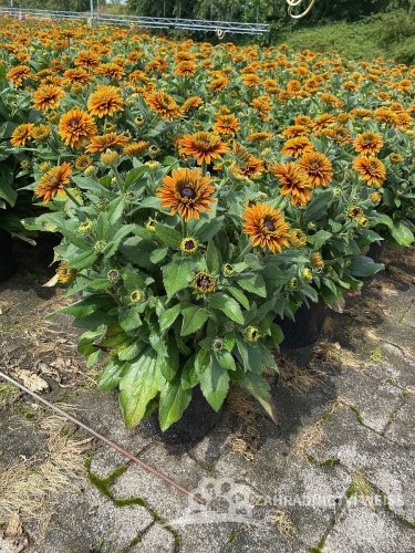 RUDBECKIA HYB. FLAMENCO  BRIGHT ORANGE®