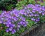 CAMPANULA CARPATICA "PRISTAR BLUE" - ZVONEK KARPATSKÝ