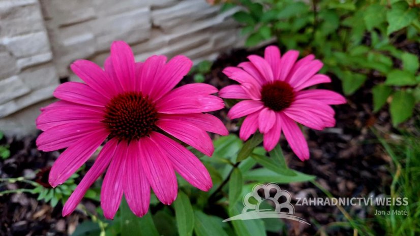 ECHINACEA SENSATION WILD ROMANCE