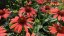 ECHINACEA RED PEARL