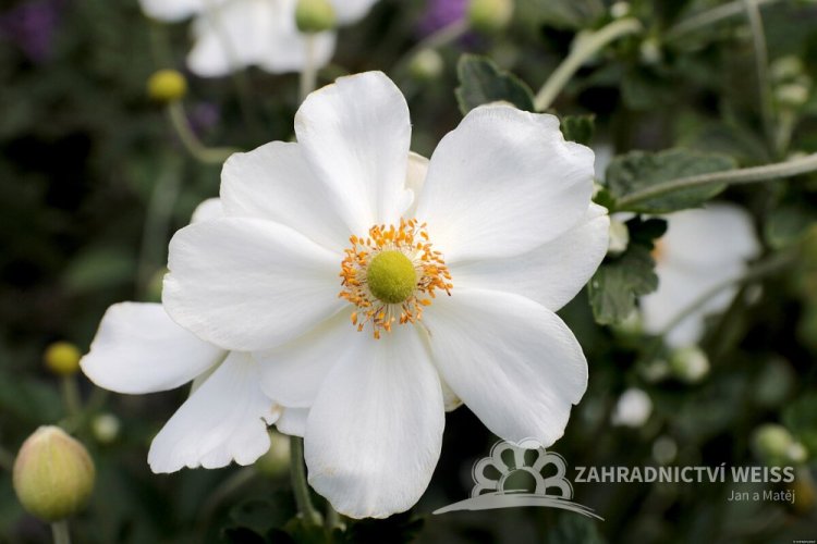 ANEMONE HONORINE JOBERT