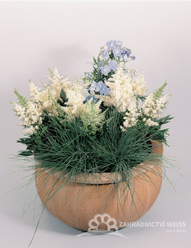 ASTILBE - ČECHRAVA ASTARY WHITE