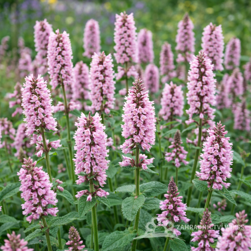 ČISTEC - STACHYS OFFICINALIS PINK COTTON CANDY