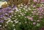 HLAVÁČ - SCABIOSA FLUTTER PURE WHITE