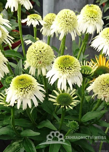 ECHINACEA PURPUREA - DELICIOUS NOUGAT