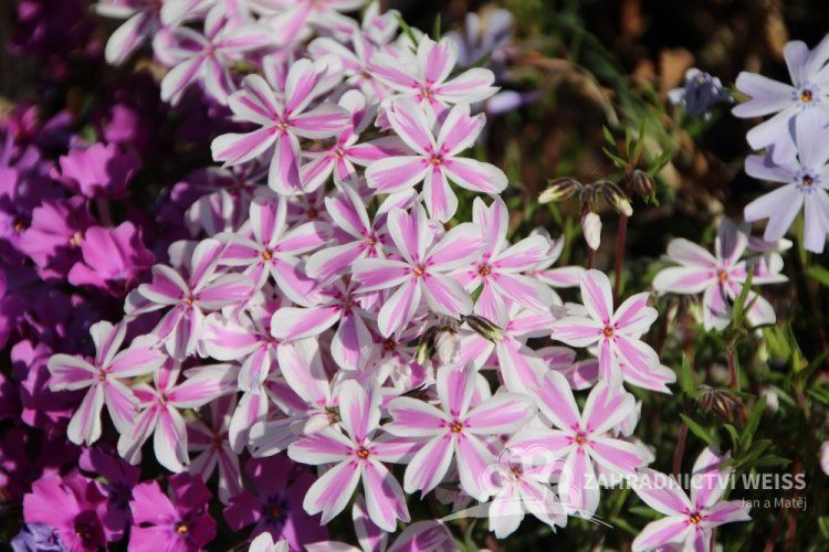 FLOX SKALKOVÝ - PHLOX SUBULATA "CANDY STRIPES"