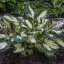 HOSTA MEDIUM HANS