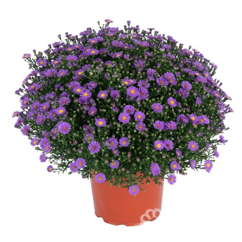 ASTRA PODZIMNÍ - ASTER BELIEVER PURPLE