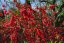 KDOULOVEC JAPONSKÝ -  CHAENOMELES JAPONICA