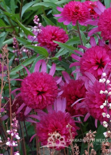 ECHINACEA HYBR. SOUTHERN BELLE