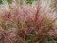 MISCANTHUS SINENSIS POLONUS