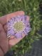 HLAVAČ KAVKAZSKÝ - SCABIOSA CAUCASICA PERFECTA