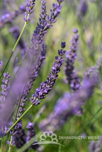LEVANDULE PROSTŘEDNÁ - LAVANDULA PHENOMENAL