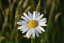 KOPRETINA - LEUCANTHEMUM MAXIMUM SILVER PRINCESS