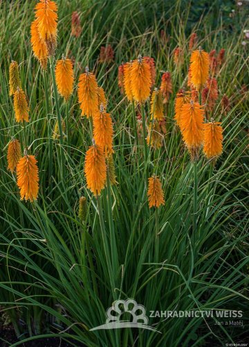 KLEOPATŘINA JEHLA - KNIPHOFIA "MANGO POPSICLE"