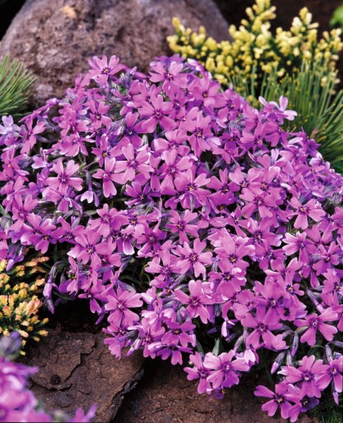 PHLOX SUBULATA SAMSON